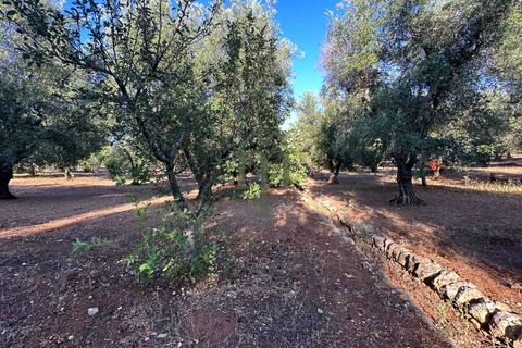 Ruïna a Ostuni, Brindisi, Ostuni - € 43.000 | Ref: Lamia Vite - foto 16
